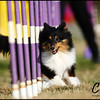 January 16-17 Sweetwater Agility Trial : 