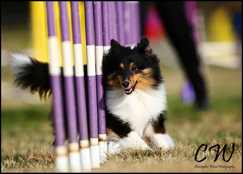 USDAA Agility Trial Bonita