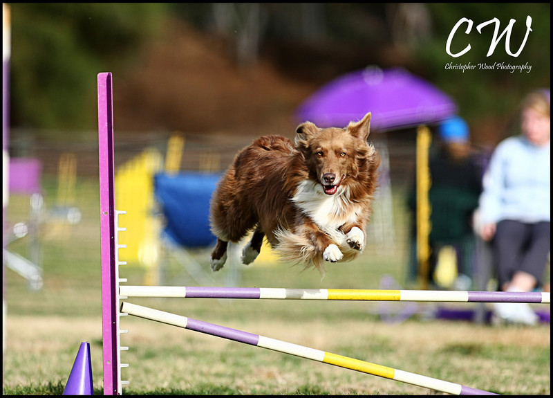 Agility Dog Jump
