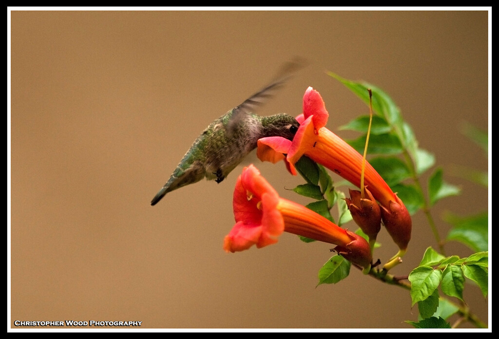 Humming Bird
