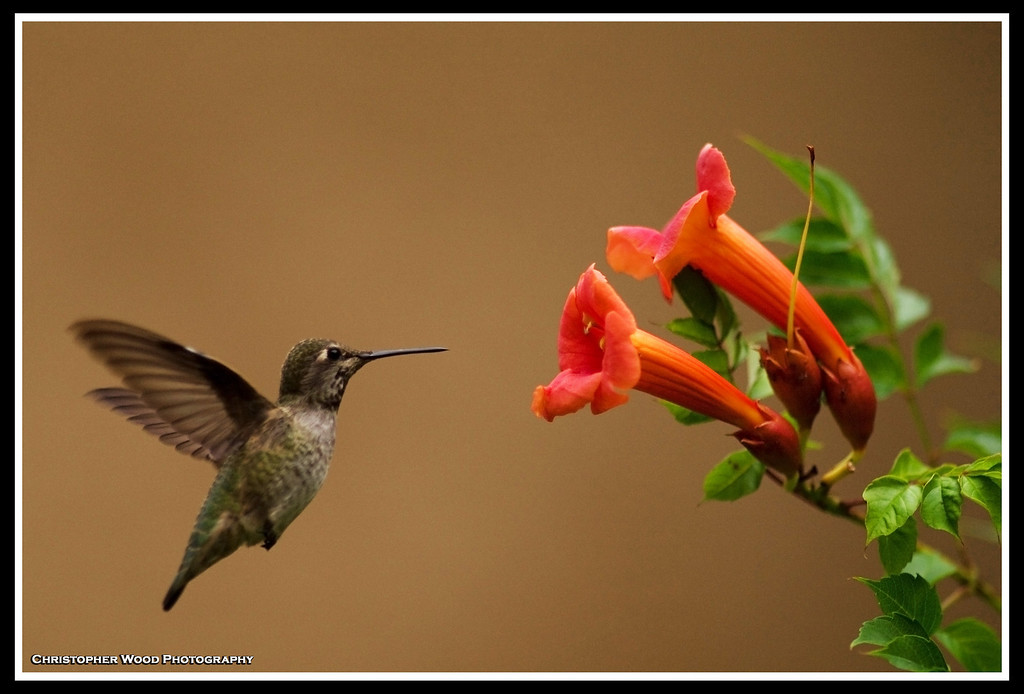 Humming Bird