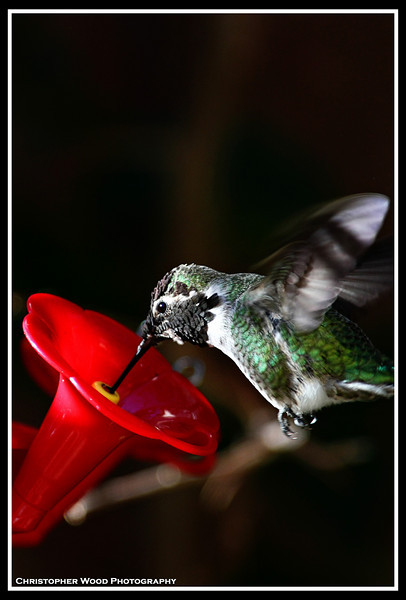 IMAGE: http://christopherwood.smugmug.com/photos/667245882_Maouu-L.jpg